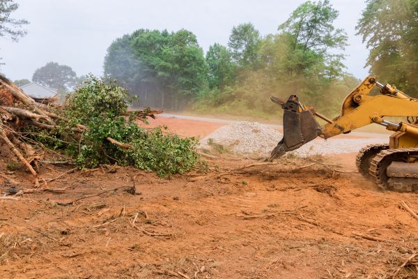 Forest Area Clearing